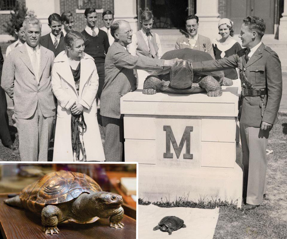 small crowd gathers and two men shake hands above Testudo statue; inset photo of taxidermied turtle