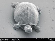tiny 3D-printed Testudo turtle
