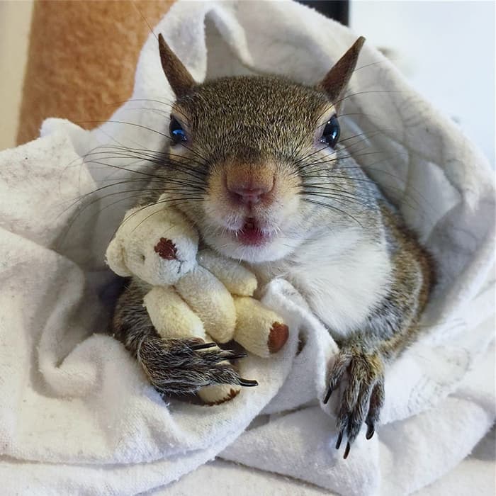 squirrel with mini teddy bear