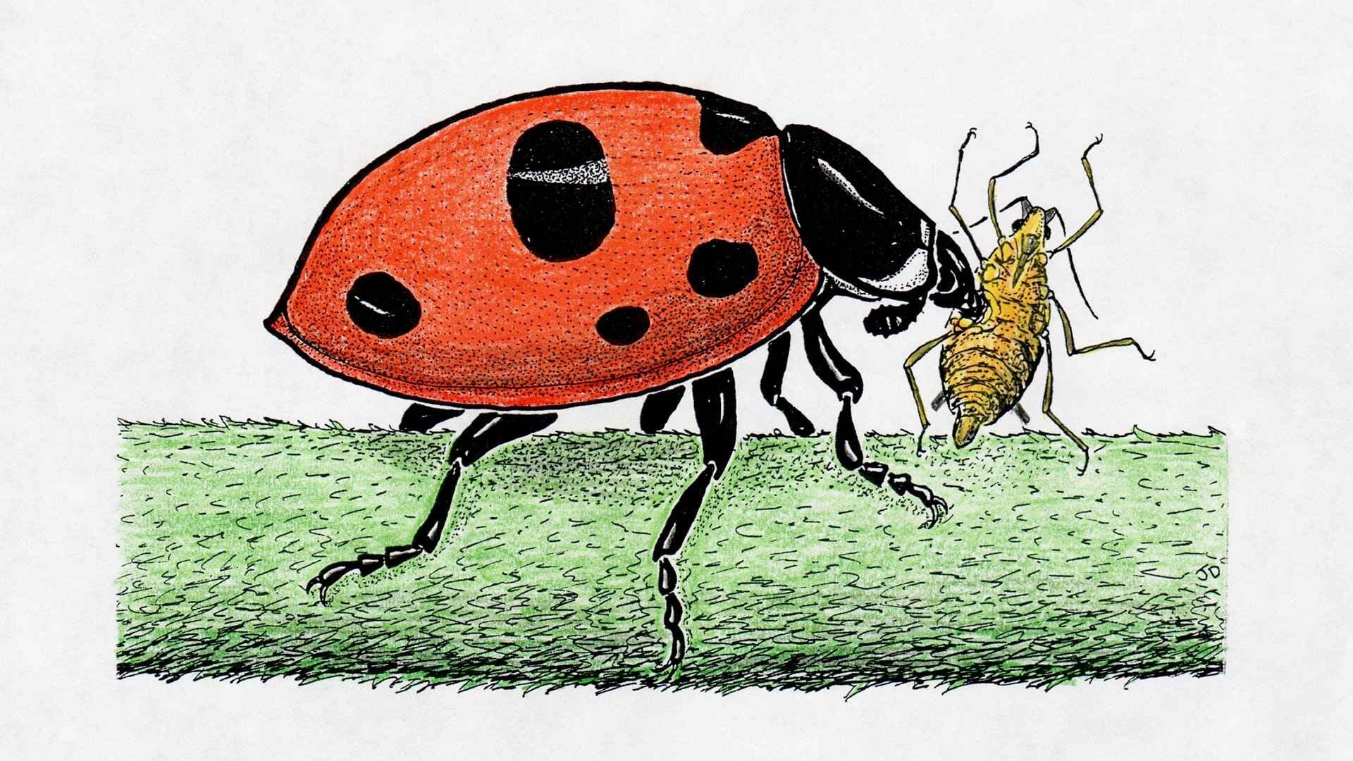 nine spotted ladybug illustration